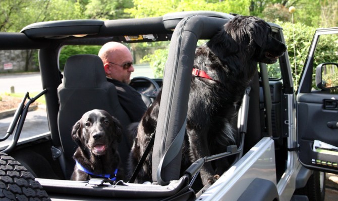 Tips For Dogs Riding In Cars & Jeeps
