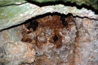 bats-in-the-cave-aruba.jpg