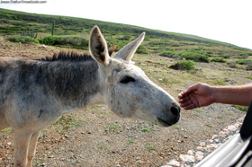 petting-donkey-from-jeep-in-aruba.jpg