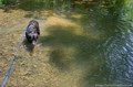 dog-drinking-water-in-garrison-creek.jpg