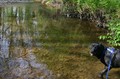 dog-in-shallow-water.jpg