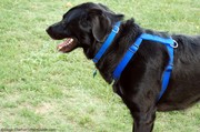 dog-wearing-harness-and-dog-collar.jpg