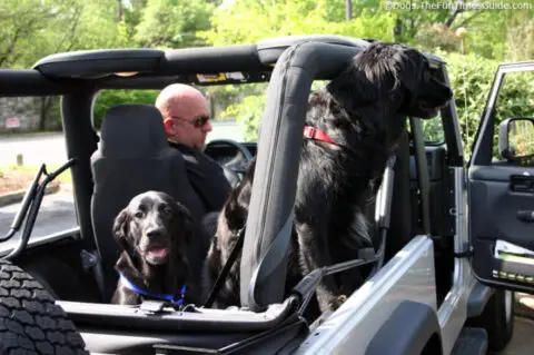 Tips For Dogs Riding In Cars & Jeeps