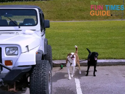 jeep dogs ready to go offroad