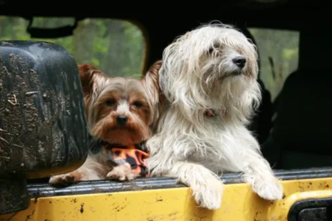 jeep-dogs