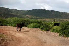 wild-goats-and-sheep-in-aruba.jpg